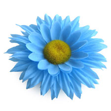 Light Blue Daisy