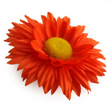 Daisy